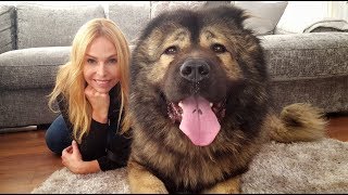 WOLF KILLER THE CAUCASIAN SHEPHERD OVCHARKA DOG [upl. by Einnil]