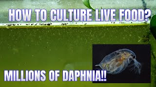 How to Culture Daphnia Secret Method to Breed MILLIONS  Simply Aquatic [upl. by Oht]