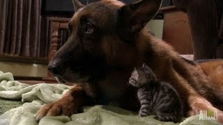 Puppies and Kittens Share Their Love  Too Cute [upl. by Lamberto653]