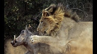 The Serengeti Lion  PredatorPrey Relations Wildlife Nat Geo [upl. by Anaylil]