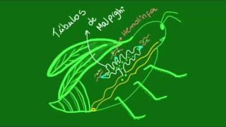 Sistema excretor dos Artrópodes  Zoologia  Biologia [upl. by Debbra]