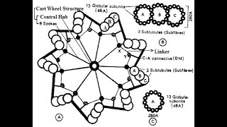 Centrioles  Structure and functions of centrioles  Centrosome [upl. by Viccora540]