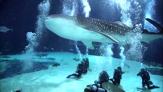 Scuba Diving with Whale Sharks  Georgia Aquarium [upl. by Anoif741]