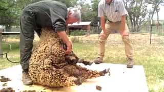 Sheep Shearing with David Lynch [upl. by Sturdivant273]