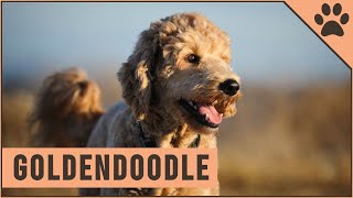 Goldendoodle  Characteristics amp Advice [upl. by Suired]