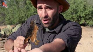 Coyote Peterson humps an alligator and dies repeatedly [upl. by Elleinahc725]