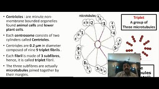 Centrioles Structure amp Function In Sindhi  First Year Biology  Chapter 4 The Cell [upl. by Riem25]