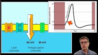 The Action Potential [upl. by Leirraj]