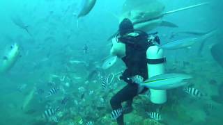 5 m TIGERSHARK almost bites divers head off in Fiji [upl. by Leciram511]