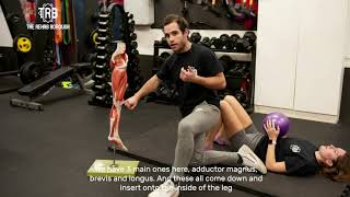 Adductor Stretches For Hip Mobility [upl. by Togram]