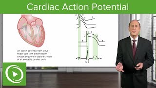 Cardiac Action Potential  Cardiology  Lecturio [upl. by Niloc502]