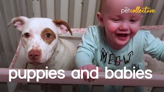 Adorable Puppies amp Babies [upl. by Lang]