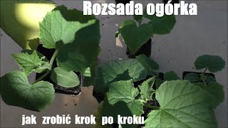 Rozsada ogórka od nasionka do gotowej sadzonki [upl. by Kimura]