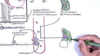 Thrombocytopaenia low platelets Overview  platelet physiology classification pathophysiology [upl. by Amsa]