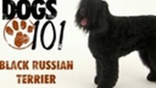 Dogs 101  Black Russian Terrier [upl. by Ellehcirt]