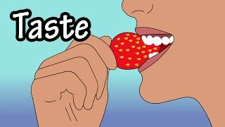 How Does Taste Work  How Do Taste Buds Work  Structure Of The Tongue  Structure Of Taste Buds [upl. by Hugo]