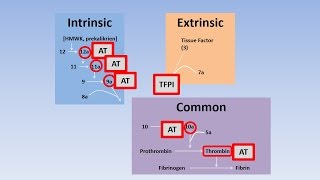 Fibrinolysis Thrombolysis and Anticoagulation [upl. by Ranchod]