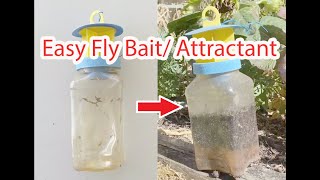 DIY Easy Fly Bait Attractant  Prawn [upl. by Stepha488]