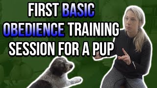 FIRST BASIC OBEDIENCE TRAINING SESSION FOR A PUPPY [upl. by Darrow]