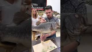 Learn Taxidermy Fish Fin Treatment amp Repair [upl. by Odin]