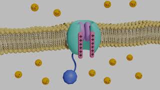 VoltageGated Sodium Channels in Neurons [upl. by Zita]