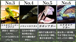 世界で最も珍しい爬虫類10選【izoo】 [upl. by Pelage420]