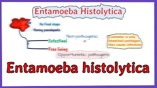 Entamoeba histolytica life cycle  morphology  Laboraotry diagnosis  full explained [upl. by Egiedan]