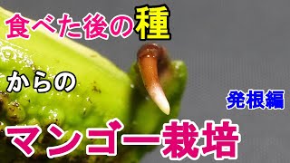 マンゴーの種まき１ 種の取り出し～発根 [upl. by Lehcar]