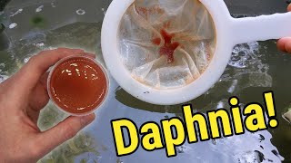 How I Culture Daphnia In Outdoor Tubs [upl. by Orofselet138]