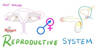 Grade 12 Life Sciences Human Reproduction Part 3 [upl. by Lazes731]