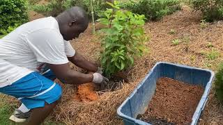 How to plant a Panicle Hydrangea ‘Pinky Winky’  June 2021 [upl. by Nager686]