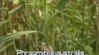 common reed Phragmites australis [upl. by Leiuqese666]