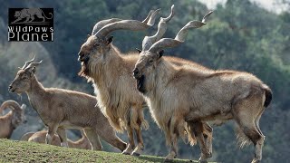 Markhor The Majestic Mountain Goat [upl. by Ahsimal257]