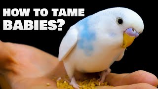 How to tame baby Budgie birds [upl. by Angadresma264]