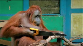 Incredible Orangutan Moments Part 1  Top 5s  BBC Earth [upl. by Ainoval]