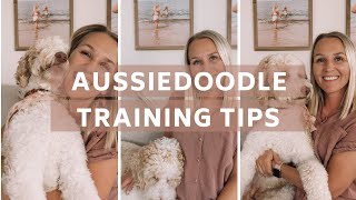 AUSSIEDOODLE  7 Training Tips for Aussiedoodles  Torey Noora [upl. by Chamberlin182]