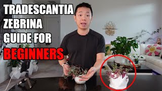 Tradescantia Zebrina House Plant Guide for Beginners [upl. by Amsirac]