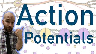 Action Potentials  Animated Explained Graphed [upl. by Tterag]