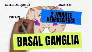 Basal Ganglia Direct Pathway [upl. by Roberson]