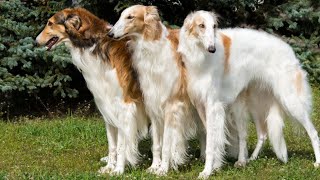 10 ELEGANT Facts About The Borzoi Dog Russian Wolfhound [upl. by Worden]