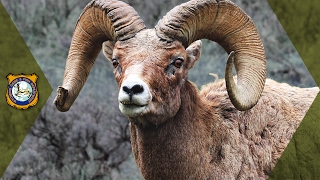 Bighorn Sheep  Wyoming Hunt [upl. by Leugimsiul808]