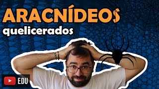 Aracnídeos  Quelicerados Artrópodes Parte 3  Aula 22  Módulo VI Zoologia  Prof Guilherme [upl. by Niloc]