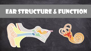 Pelvic Floor Part 1  The Pelvic Diaphragm  3D Anatomy Tutorial [upl. by Anirrok]