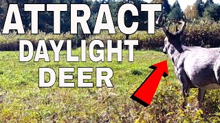 INCREDIBLE Ways To Attract Deer To Your Property 2021 [upl. by Leahci]