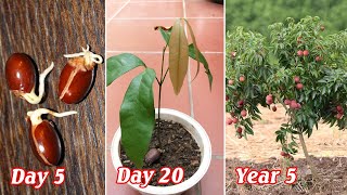 How to propagate lychee from seeds [upl. by Enyawed]