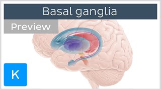 Basal ganglia Direct and indirect pathways  Usmle Neuroanatomy Animations [upl. by Akemej]