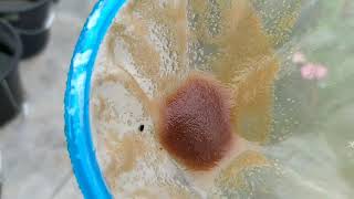 How to culture daphnia moina in a small container Part 1 English Subtitle [upl. by Ellehcin]