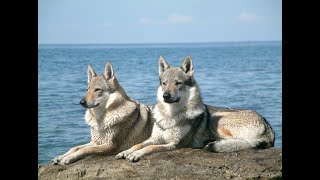 Czechoslovakian wolfdog howling [upl. by Akierdna]