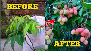 How To Grow Lychee Plant At Home In Pot IN HINDI Lychee Plant Growing At Home With Care Tips [upl. by Narual531]