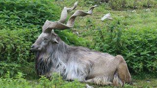 Markhor Goats  Corkscrew Horns [upl. by Sumerlin]